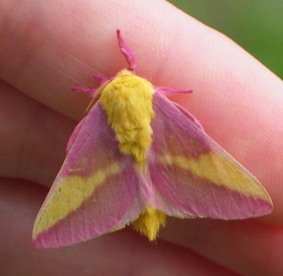 اجمل حشرة في العالم ( ملكة جماااااااال الحشرات ) Rosy Maple Moth